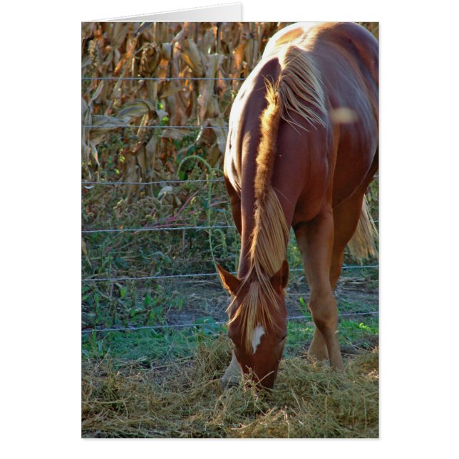 Horse in Sunset (Front)