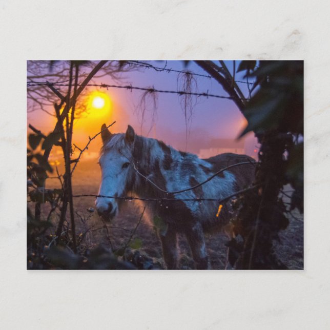 Horse in Sunset Irish Fog Postcard (Front)