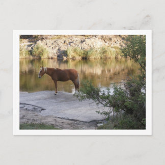 horse in the river postcard