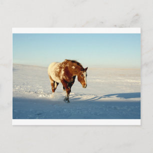 horse in the snow postcard
