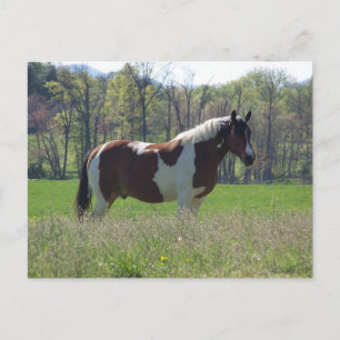 Horse in the Wildflowers Postcard