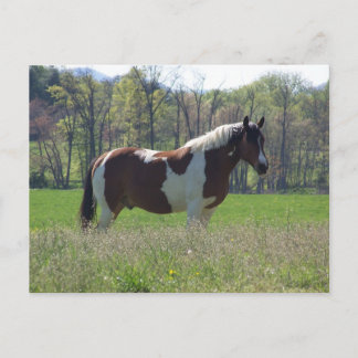 Horse in the Wildflowers Postcard