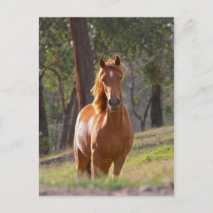 Horse In The Woods Postcard