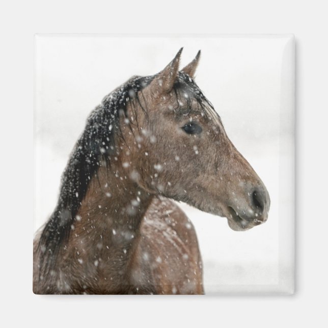 Horse in Winter Magnet (Front)
