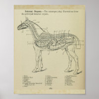 Horse Internal Anatomy Print