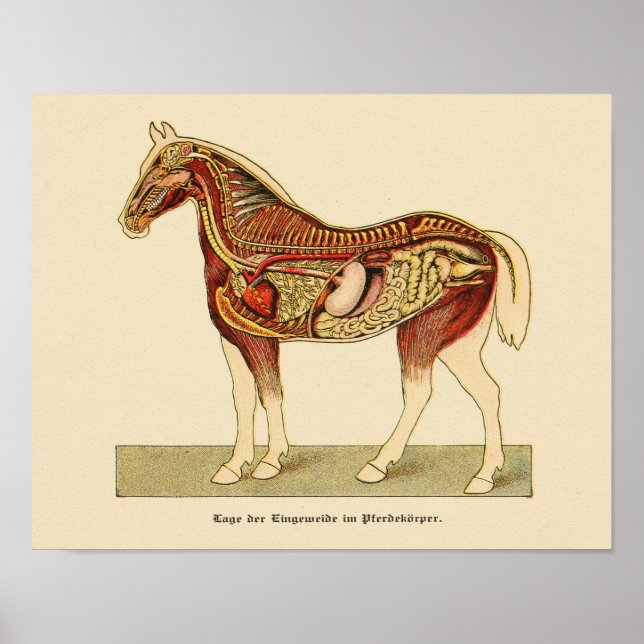 Horse Internal Anatomy Print Vintage 1917 (Front)