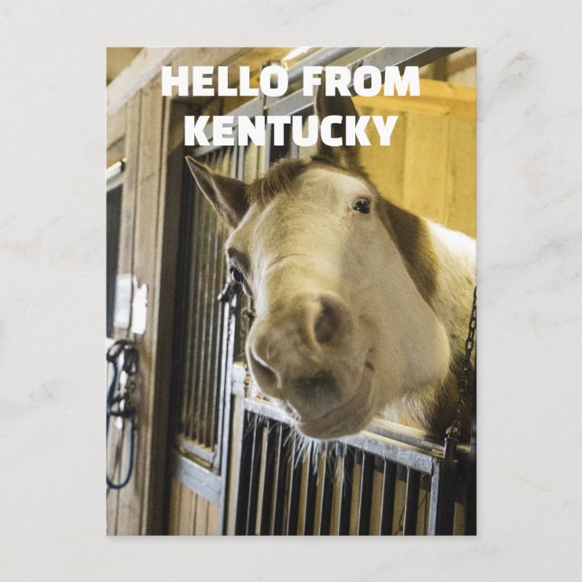 HORSE KENTUCKY FUNNY POSTCARD (Front)