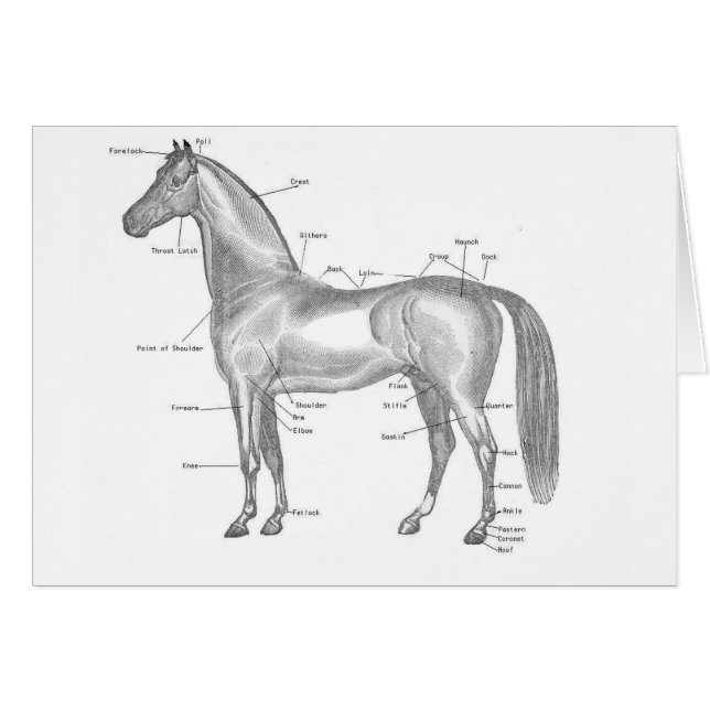 Horse labelled (Front Horizontal)