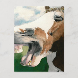 Horse Laugh Postcard