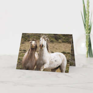 Horse Laugh Wild Horse Greeting Card