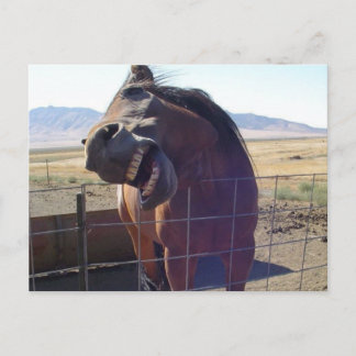 Horse Laughing Postcard