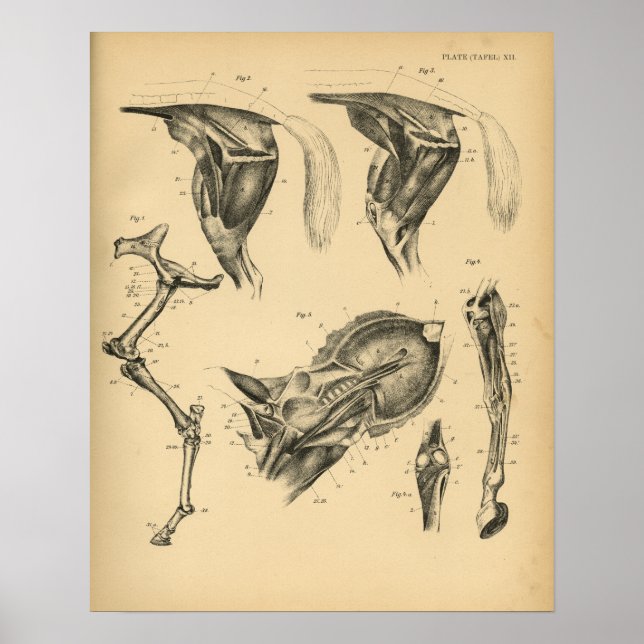 Horse Leg Muscle Anatomy 1908 Vintage Print (Front)