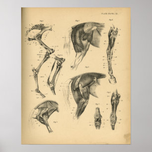 Horse Leg Muscles Anatomy 1908 Vintage Print