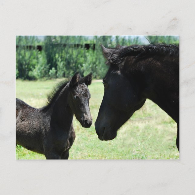 Horse love mum and baby postcard (Front)