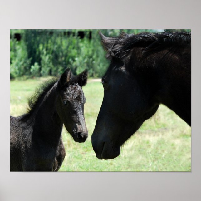 Horse love mum and baby poster (Front)