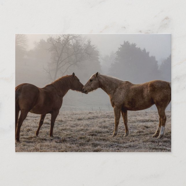 Horse Love Postcard (Front)