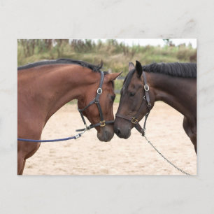horse love postcard