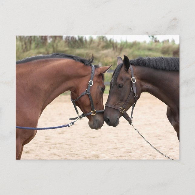 horse love postcard (Front)