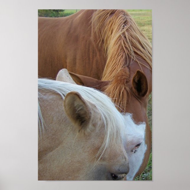 Horse Love Poster (Front)