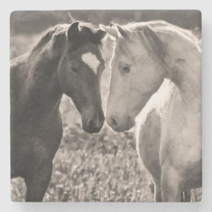Horse Love Stone Coaster