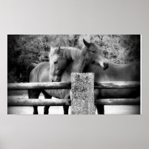 Horse Love! Two Horses Hugging Poster