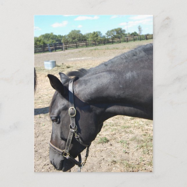 Horse Lover Postcard (Front)