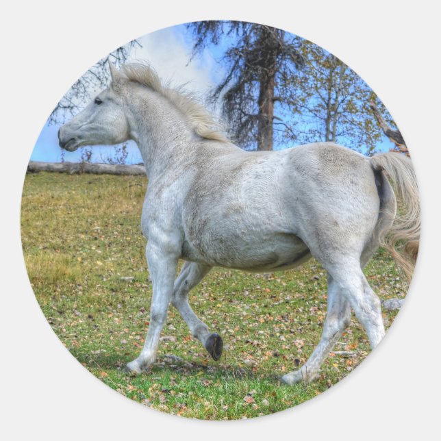 Horse-lover's Equine Photo on a BC Ranch Classic Round Sticker (Front)