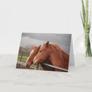 Horse Lovers Greeting Cards