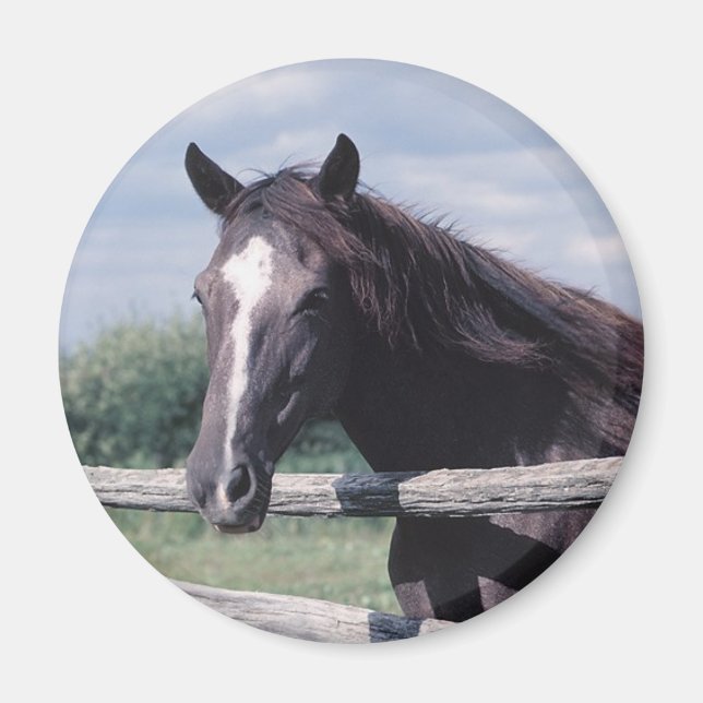 Horse Magnet (Front)