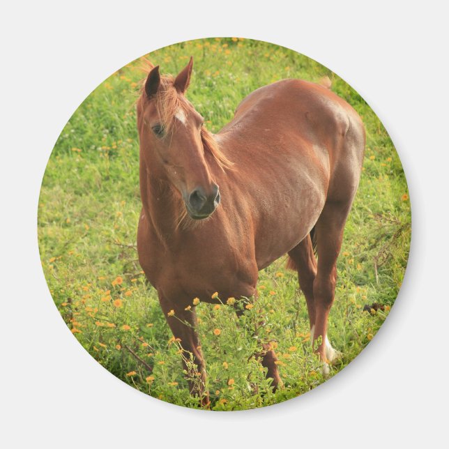 Horse magnet (Front)