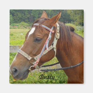 Horse Magnet