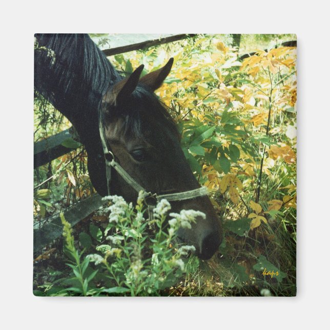 Horse Magnet (Front)