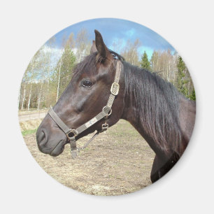 Horse magnet