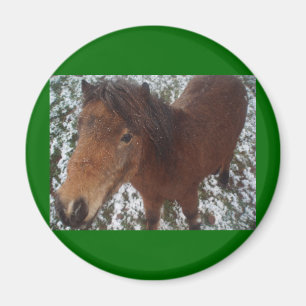 HORSE MAGNET