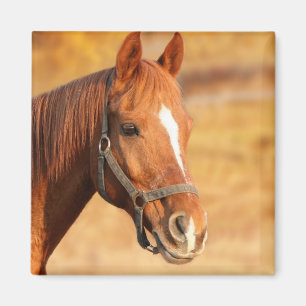 Horse Magnet