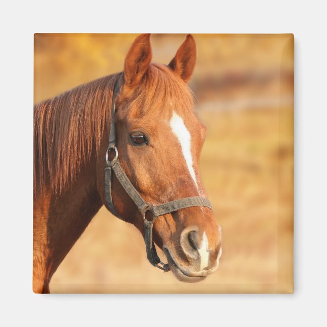 Horse Magnet (Front)