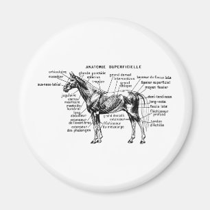 Horse Magnet