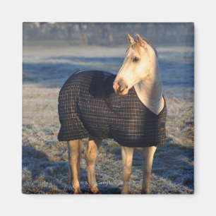 horse magnet