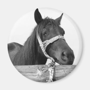 Horse Magnet