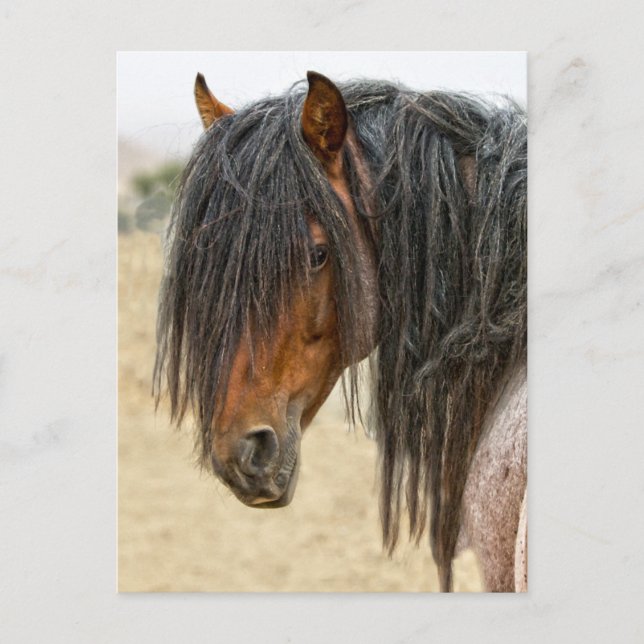 Horse Mane Postcard (Front)