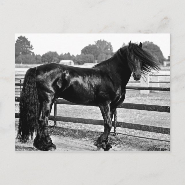 Horse modelling postcard (Front)