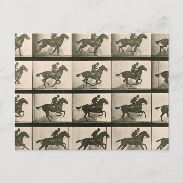 Horse Motion Vintage Photography Postcard (Front)