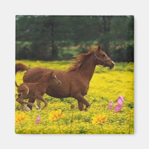 horse mum and baby magnet