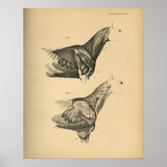 Horse Muscle Anatomy 1908 Vintage Print (Front)