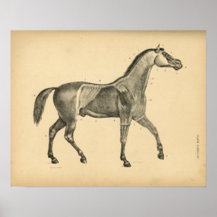 Horse Muscle Anatomy 1908 Vintage Print