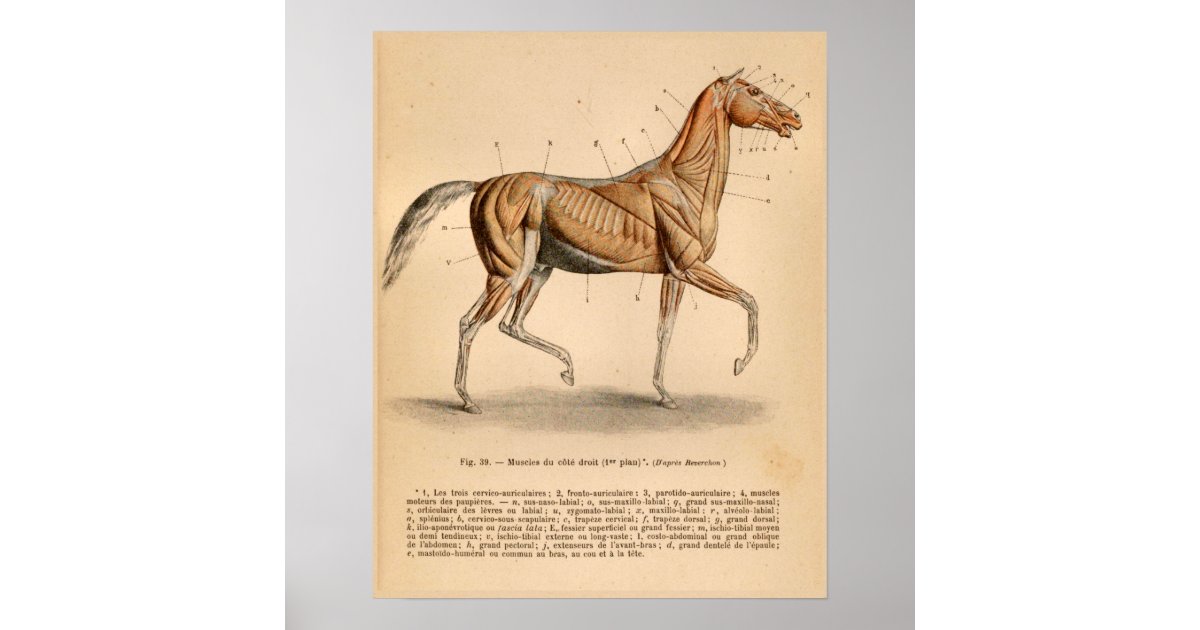 Horse Muscle Anatomy French Vintage Print Zazzle.co.uk