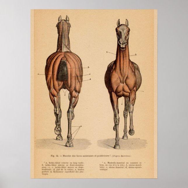 Horse Muscle Anatomy French Vintage Print (Front)