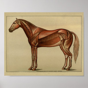 Horse Muscle Anatomy Print