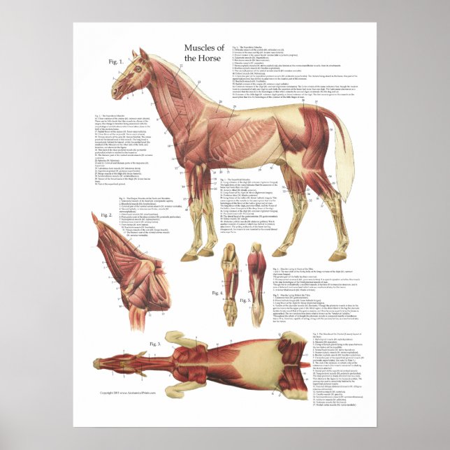 Horse Muscle Anatomy Veterinary Chart (Front)