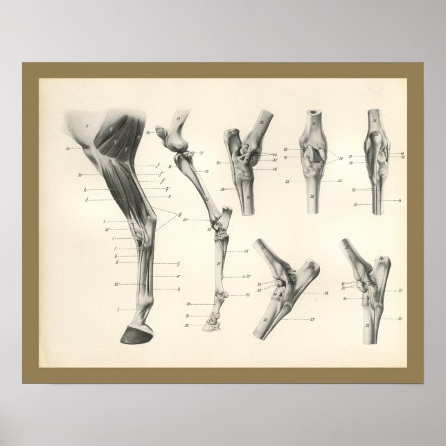 Horse Muscles Leg Bones Joints Anatomy Print (Front)